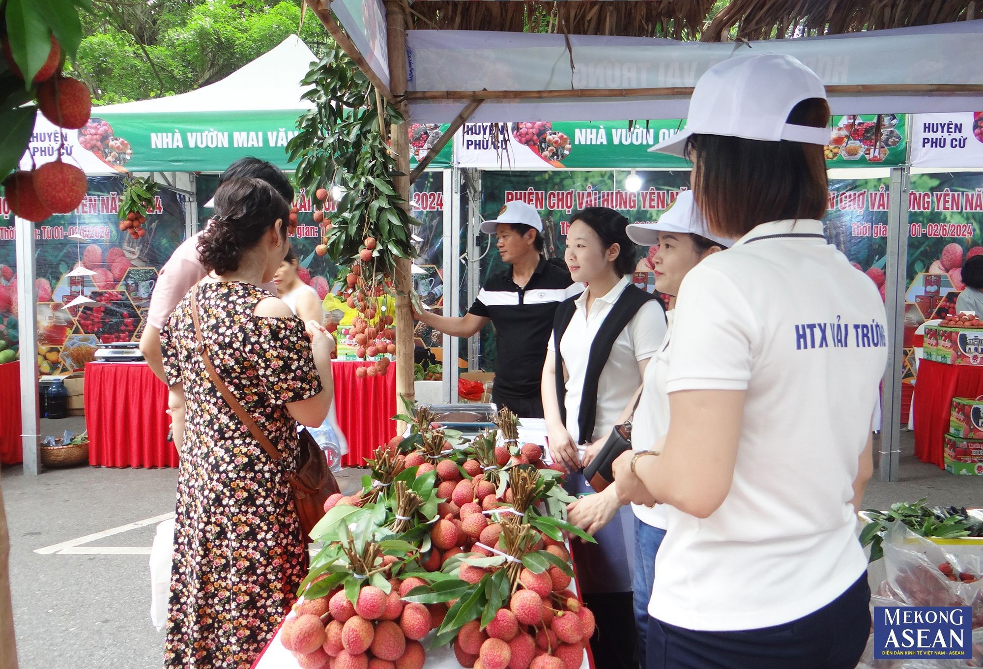 Hiện nay, vải trứng Hưng Yên và vải lai chín sớm Phù Cừ được các nhà vườn, hợp tác xã canh tác theo quy trình VietGap.