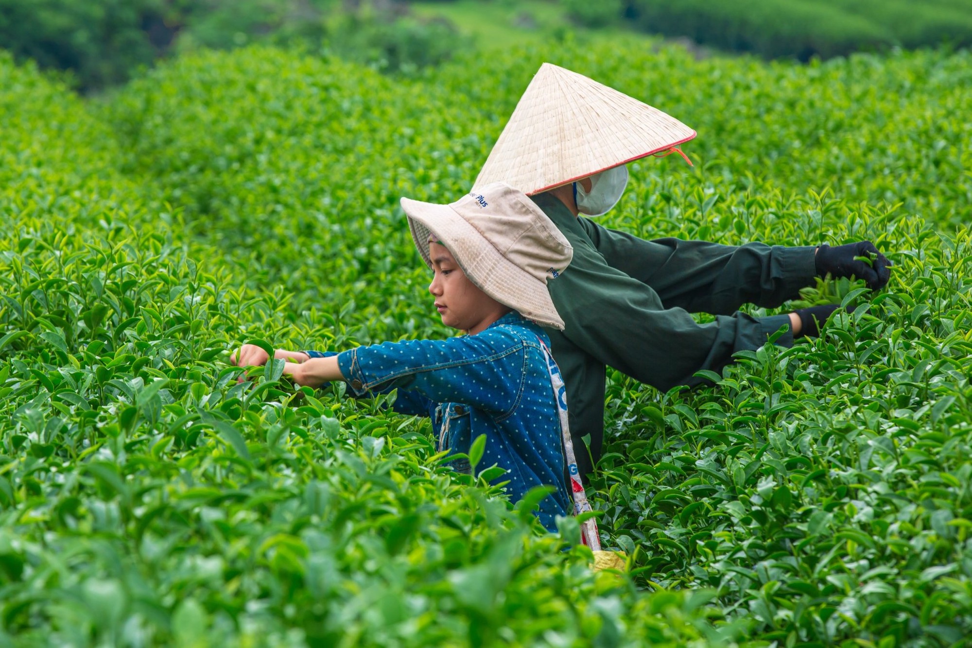 Mùa thu hoạch chè kéo dài vài tháng, ở đây lúc nào cũng nhộn nhịp các nông dân thoăn thoắt hái chè, tạo nên cảnh sắc vừa nhộn nhịp vừa thơ mộng.