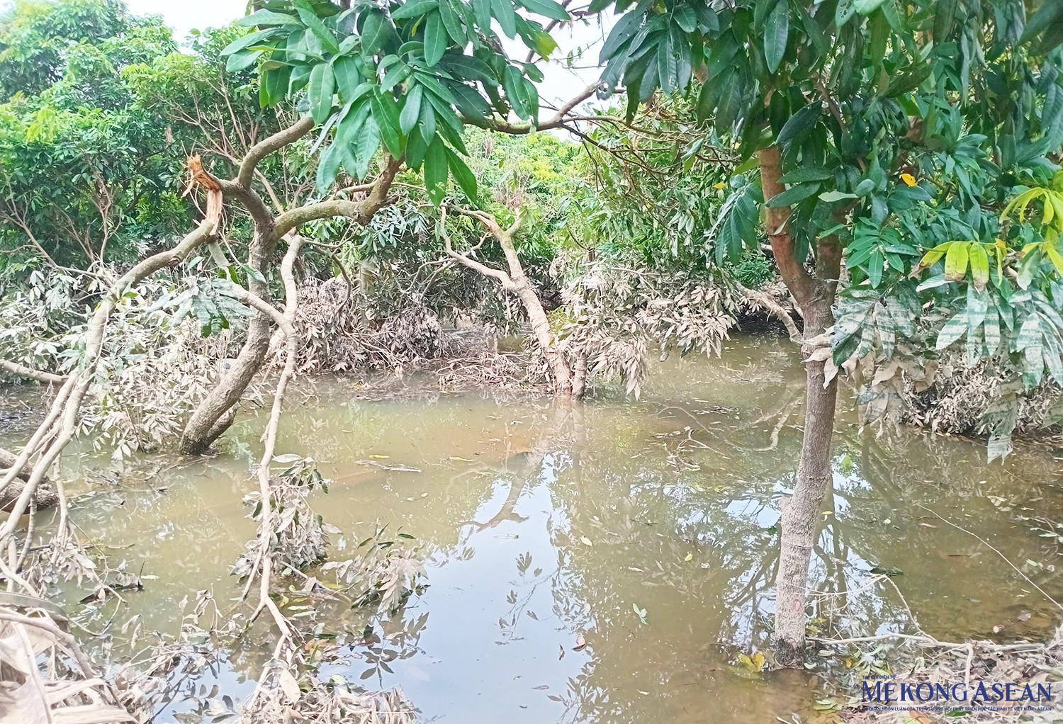 Một số diện tích nhãn, bưởi tại xã Quảng Châu (thành phố Hưng Yên) bị đổ, gãy. Ảnh chụp trưa 16/9.