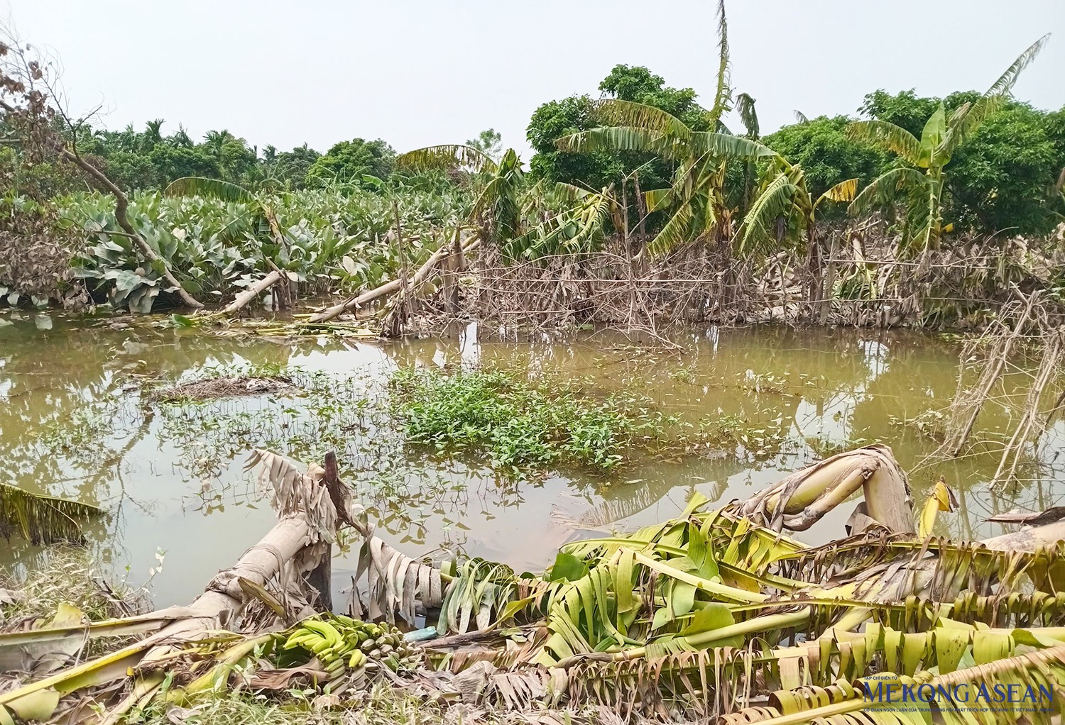 Chuối tại xã Quảng Châu bị đổ gãy, dập nát. Ảnh chụp trưa 16/9.