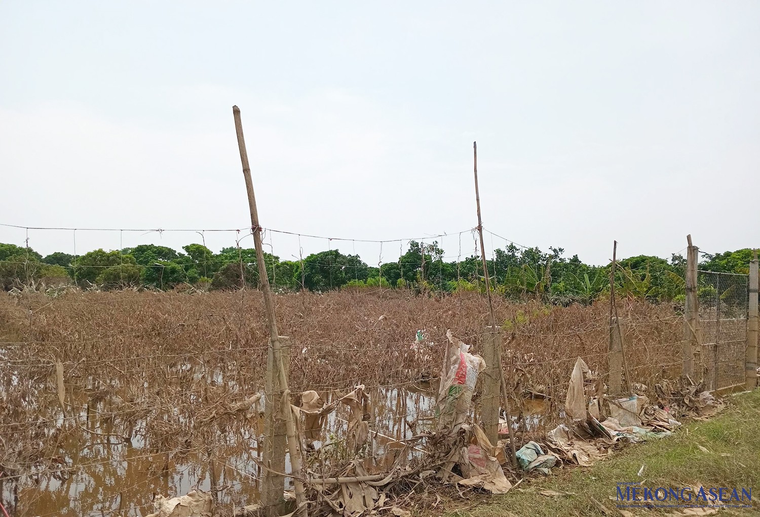 Một số vườn đào tại xã Quảng Châu bị ngập úng và chết. Ảnh chụp trưa 16/9.