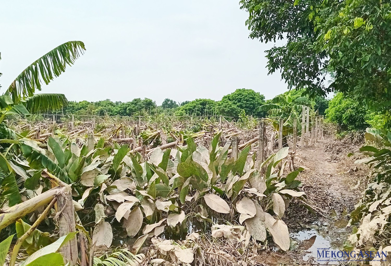 Lá dong trước đó bị ngập chìm trong nước, sau khi nước rút, lá bị phủ kín bùn. Ảnh chụp trưa 16/9.