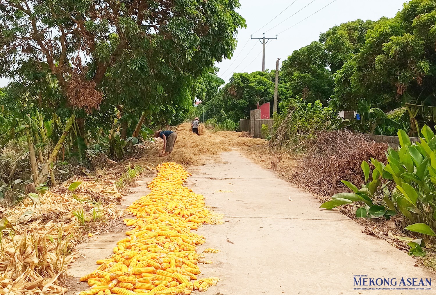 Người dân xã Quảng Châu tranh thủ khi trời hửng nắng, mang ngô, rơm ra đường làng phơi. Ảnh chụp trưa 16/9.