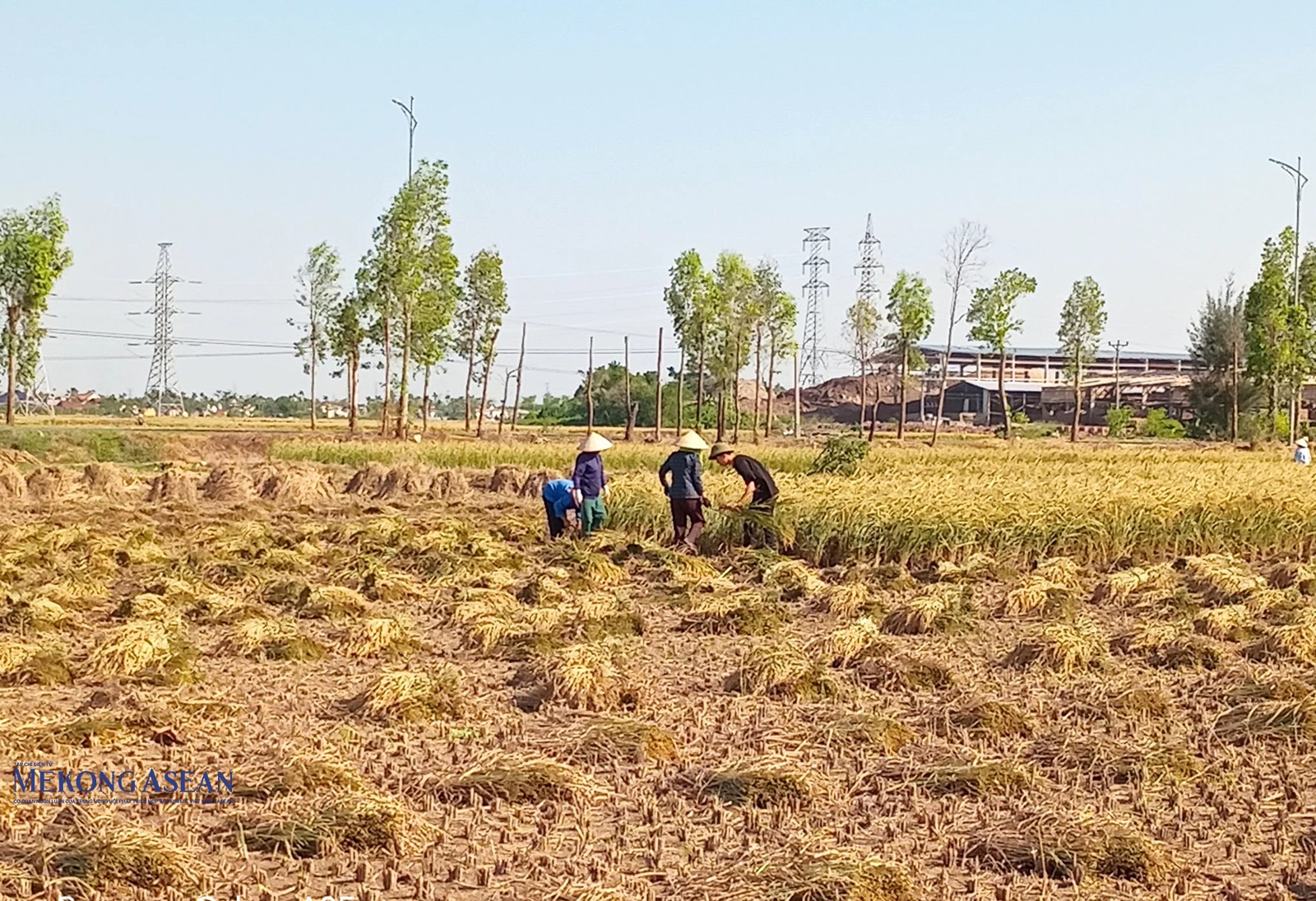 Nông dân thôn Bến Thôn, xã Thăng Long (thị xã Kinh Môn) thu hoạch lúa. Ảnh chụp chiều 3/10.
