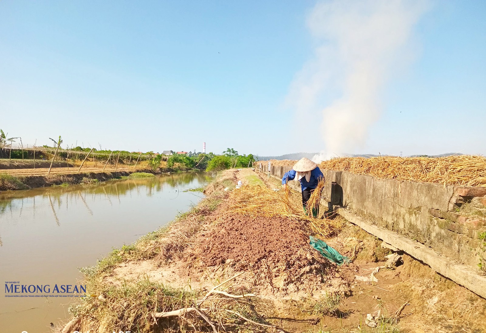 Nông dân thôn Bến Thôn phủ rơm lên các luống đất mới gieo hạt rau màu.
