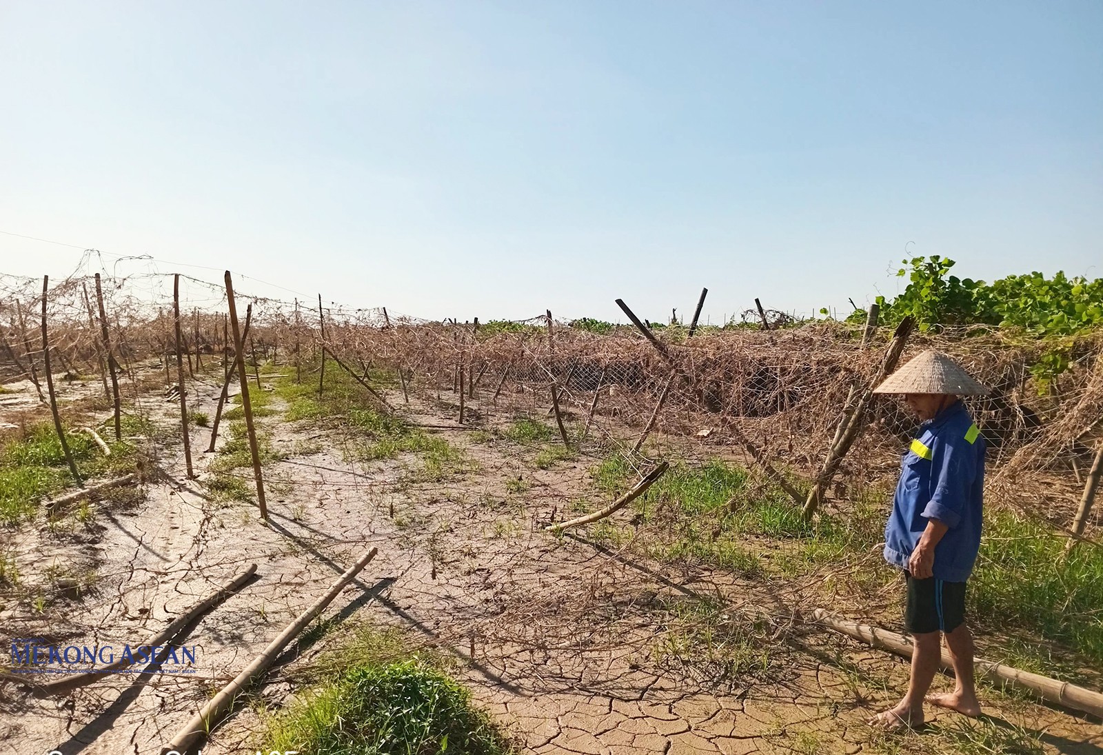 Ông Nguyễn Hữu Dung, thôn Bến Thôn ngậm ngùi trước ruộng mướp hơn 5 sào bị bão lũ tàn phá.