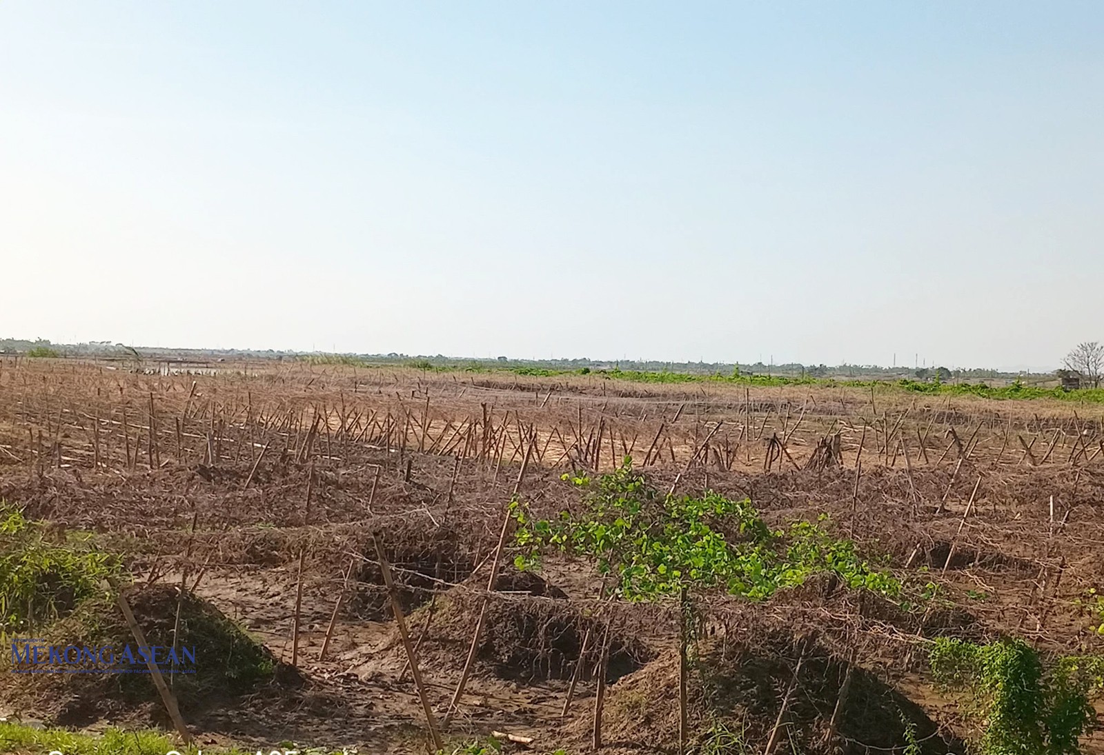 Nhiều diện tích sắn dây tại bãi ngoài đê thôn Bến Thôn bị chết và hỏng củ do bão lũ.