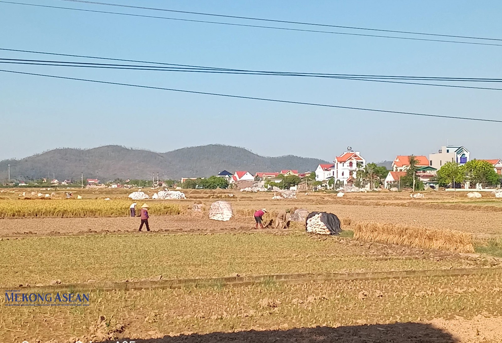 Nông dân thôn Lộ Xá, xã Thăng Long thu hoạch lúa và chuẩn bị cho cây rau màu vụ đông.