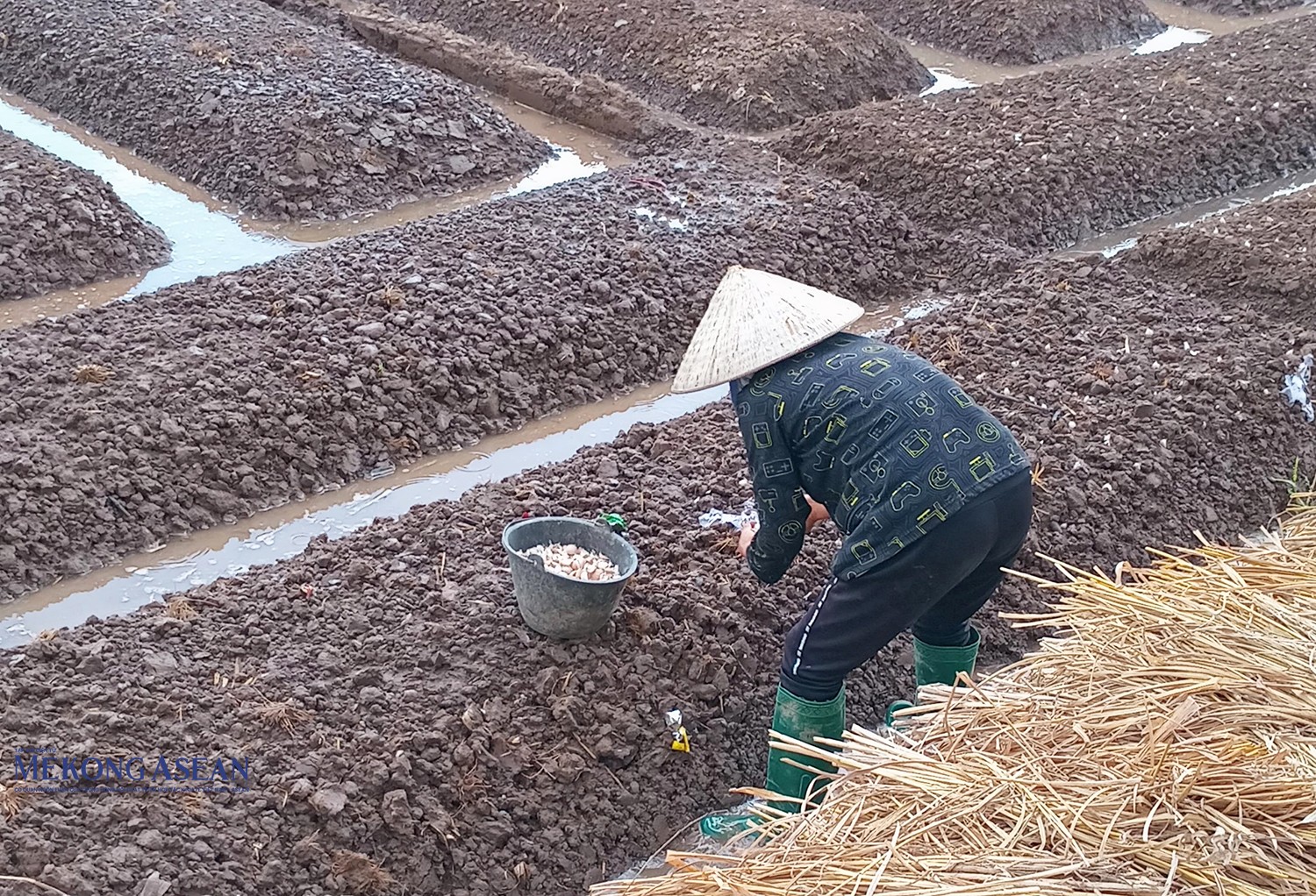 Bà con nông dân thị xã Kinh Môn đang trồng hành, tỏi vụ mùa mới.