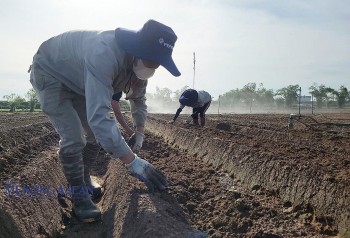 Chia sẻ kinh nghiệm ứng dụng công nghệ và canh tác khoai tây các tỉnh phía Bắc tại Hải Dương