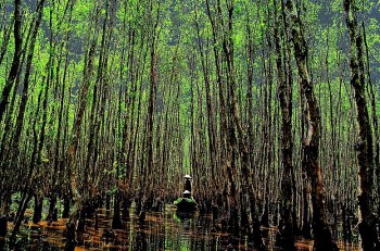 Đến năm 2030 Cà Mau có trên 5.000 ha rừng đạt chứng chỉ bền vững