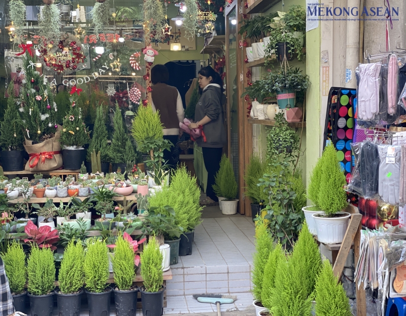 Thoạt nhìn, cây tùng thơm trông giống như một “cây thông Noel thu nhỏ”. Vì lẽ đó mà loài cây này thường được sử dụng để trang trí trong các dịp lễ Giáng sinh. Ảnh: Hà Anh/Mekong ASEAN.