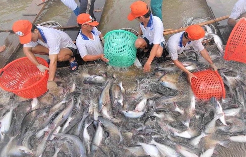 Cá tra là mặt hàng thủy sản lớn nhất của Việt Nam xuất sang Trung Đông