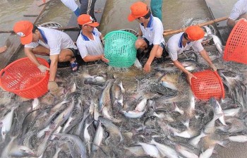 Cá tra là mặt hàng thủy sản lớn nhất của Việt Nam xuất sang Trung Đông