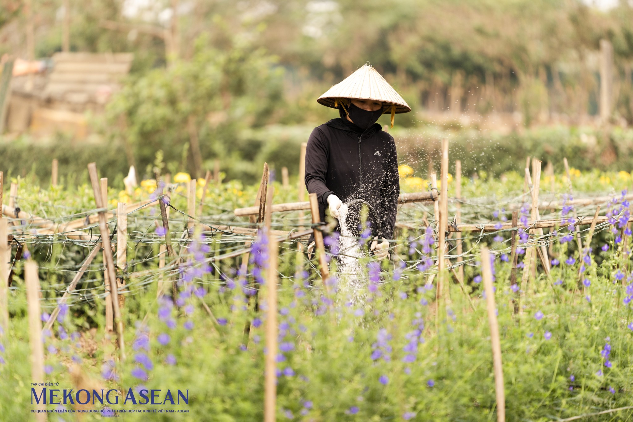 Hình ảnh 'khác lạ' ở làng đào Nhật Tân những ngày cuối năm