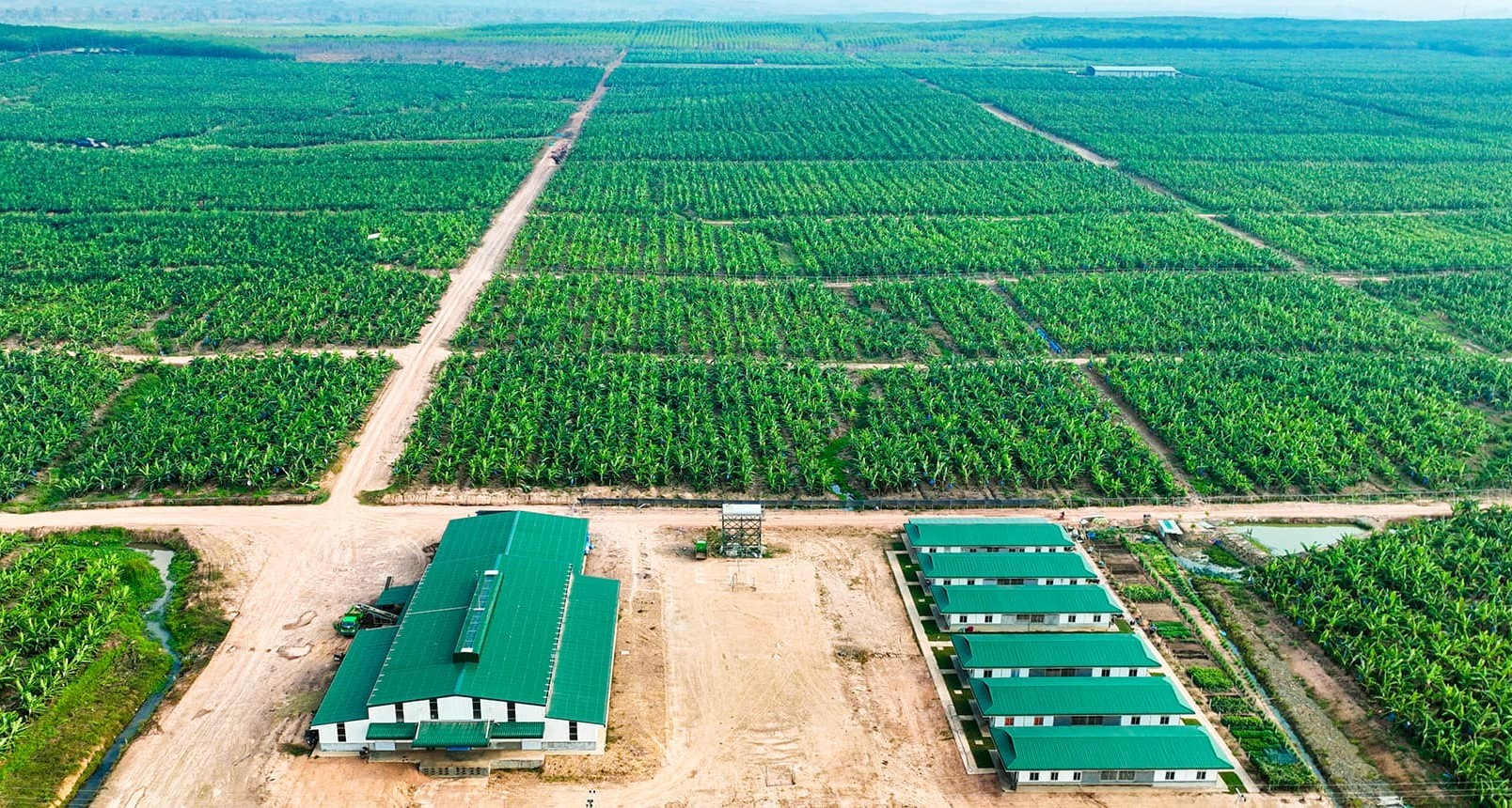 HAGL muốn bán nốt hơn 91 triệu cổ phiếu HNG