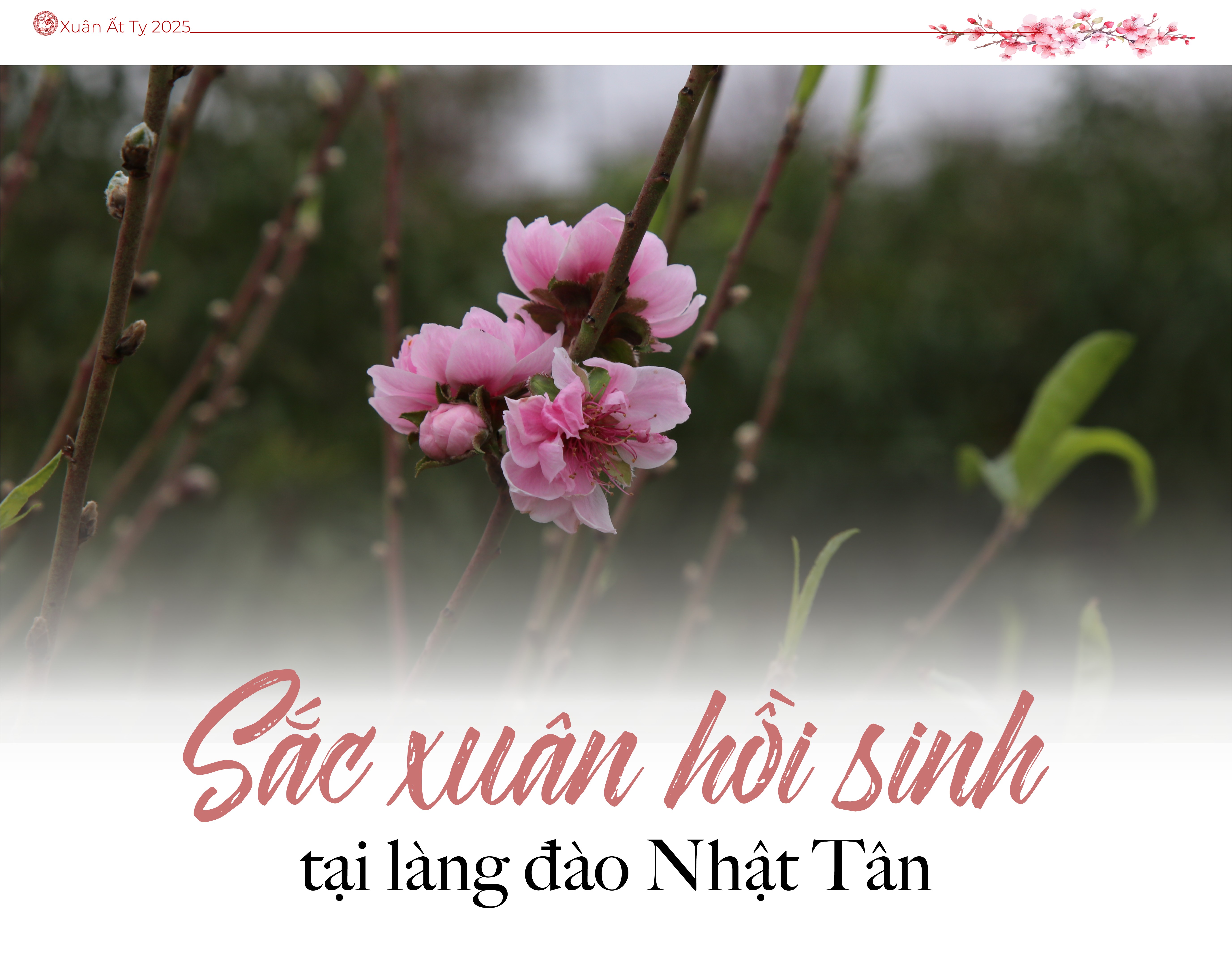 Sắc xuân hồi sinh tại làng đào Nhật Tân