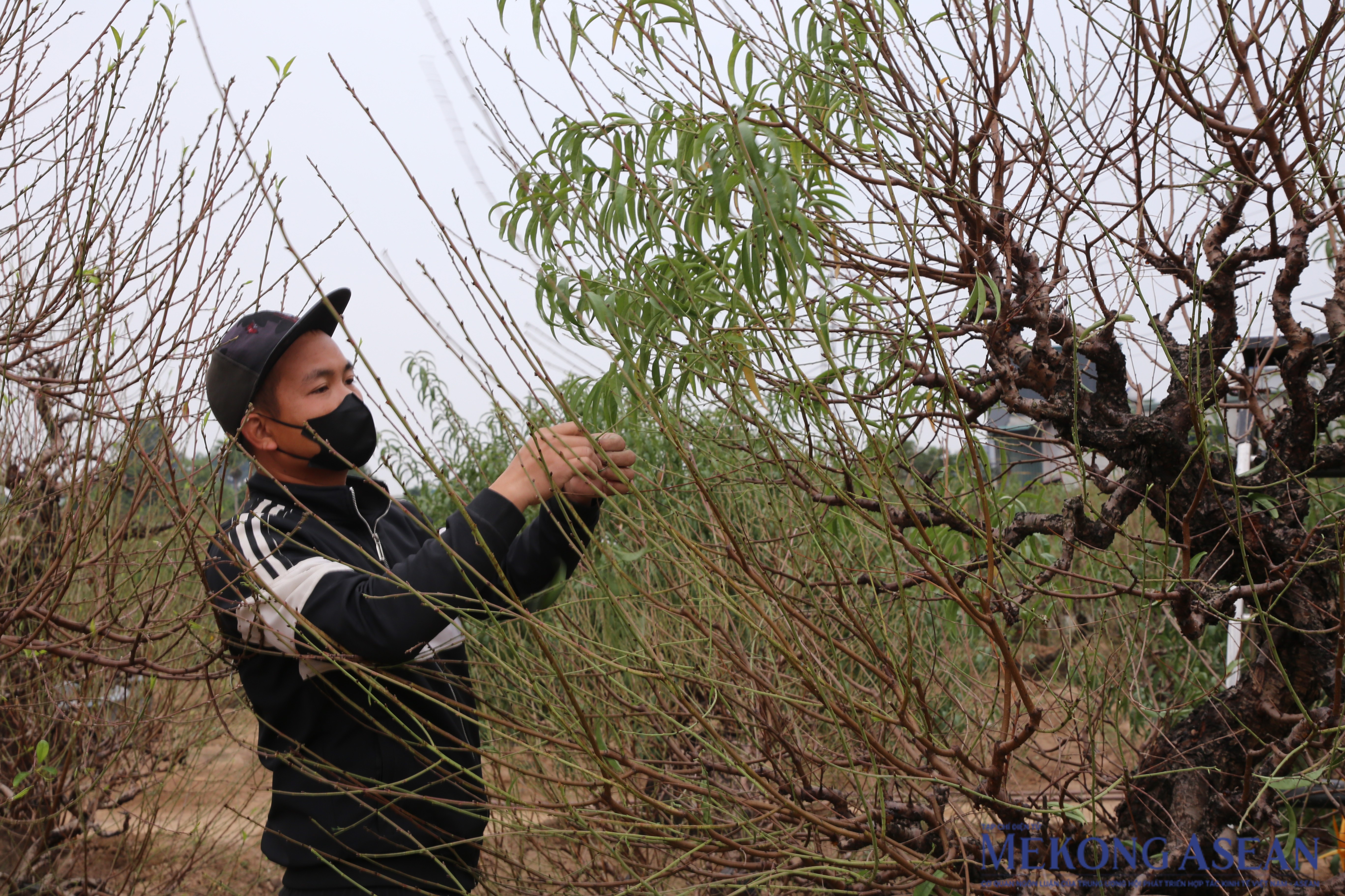 Sắc xuân hồi sinh tại làng đào Nhật Tân