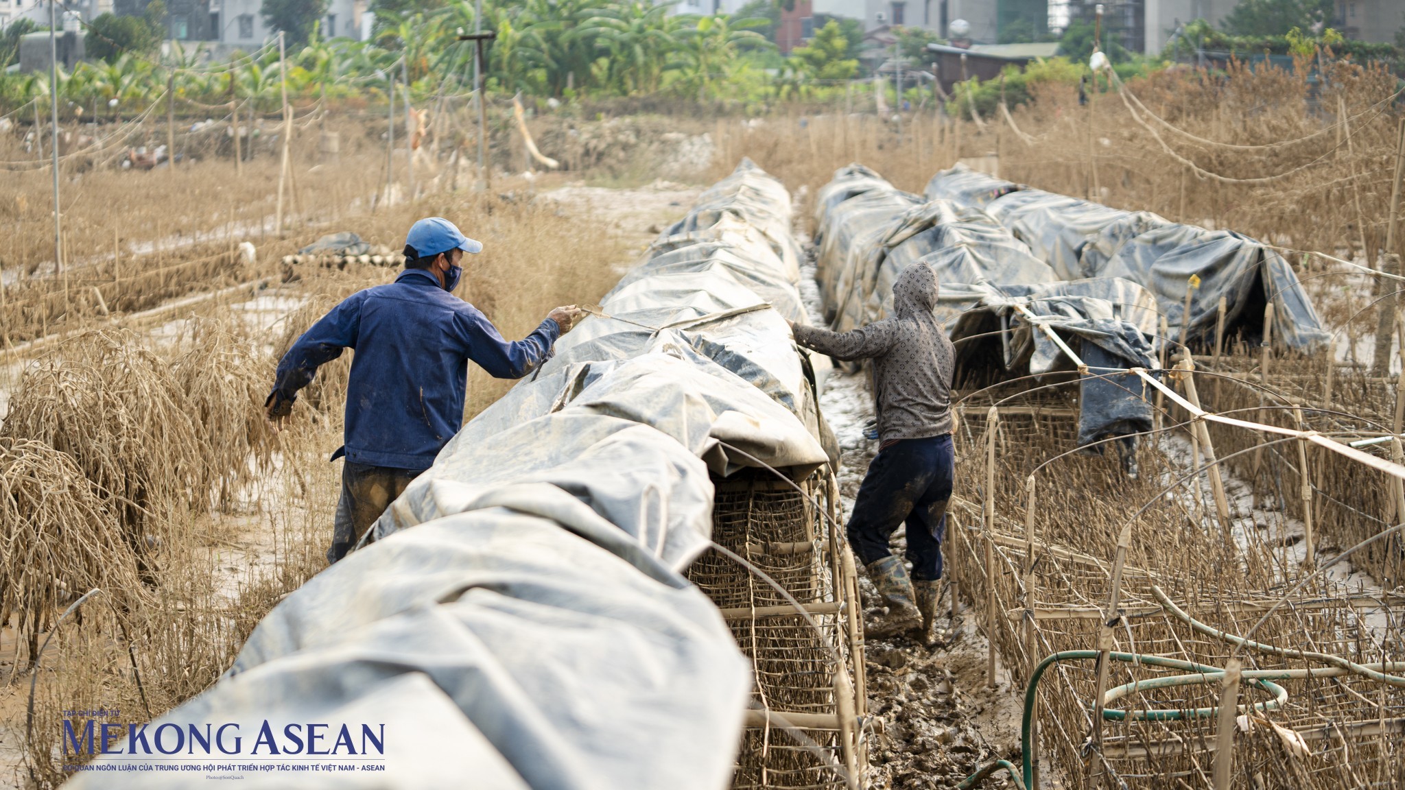 Sắc xuân hồi sinh tại làng đào Nhật Tân