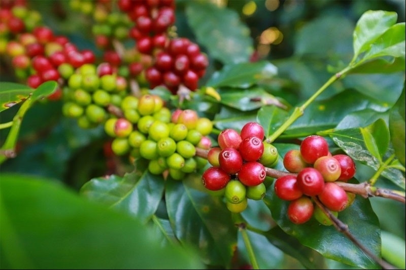 Giá cà phê Arabica thế giới phá mốc lịch sử