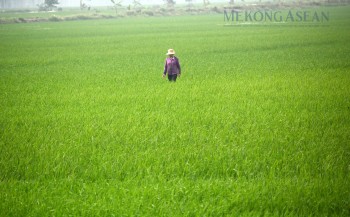 NHNN nâng quy mô gói tín dụng nông, lâm, thuỷ sản lên 185.000 tỷ đồng