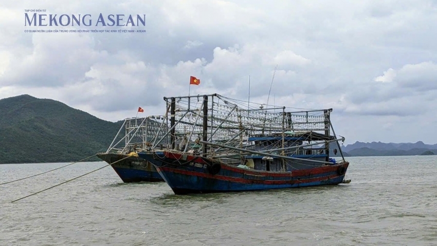 Trung Quốc vượt EU, dẫn đầu nhập khẩu nhuyễn thể có vỏ của Việt Nam