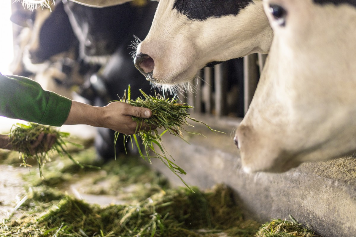 Trang trại Vinamilk Green Farm dưới lăng kính phát triển bền vững