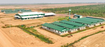 HAGL Agrico tiếp tục lỗ hơn 100 tỷ đồng trong quý 2/2025