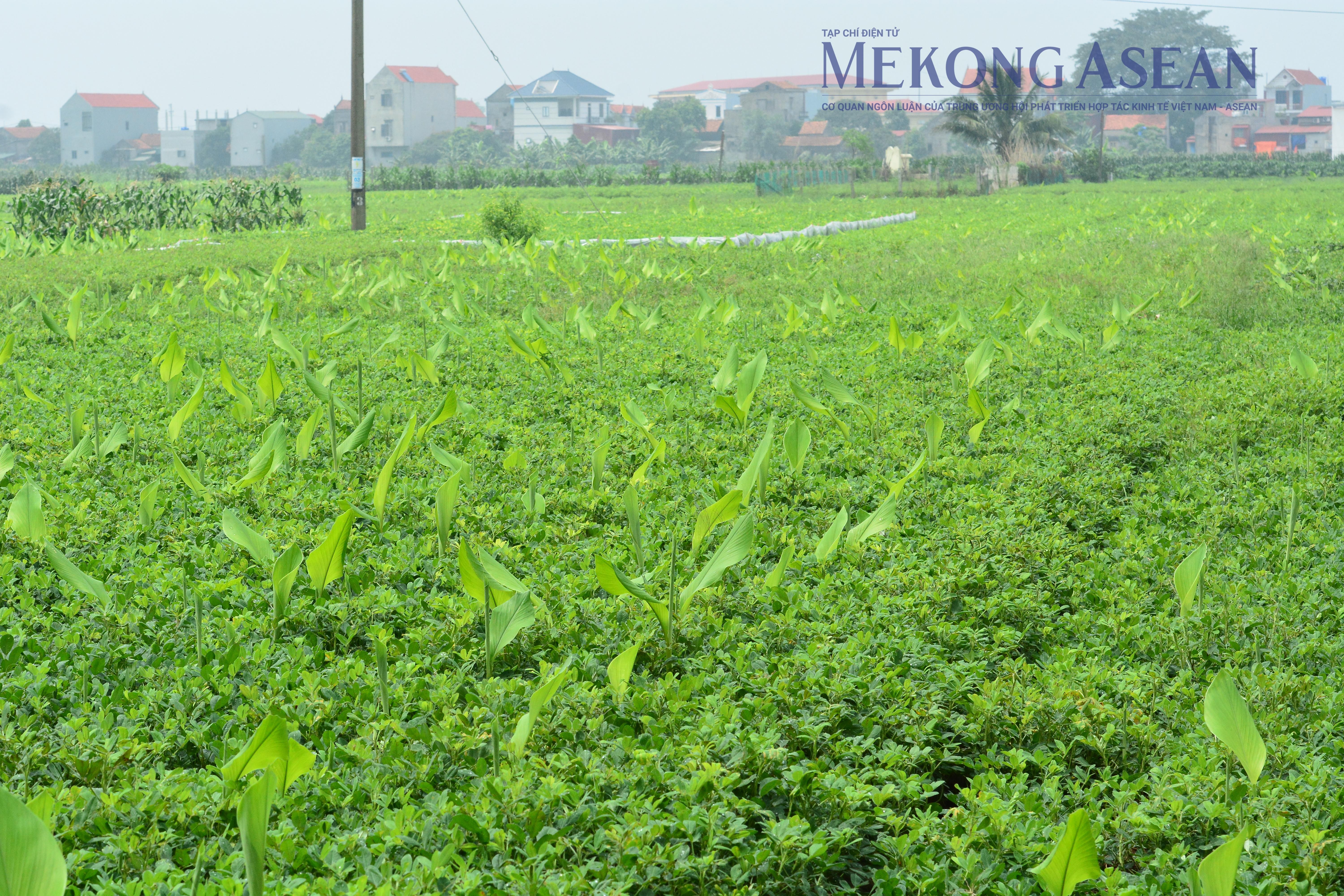 Nông nghiệp tháng 7/2025 tăng trưởng chậm lại