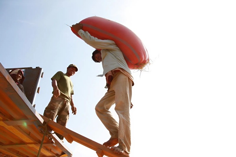 Châu Âu chiếm gần 50% sản lượng gạo xuất khẩu của Campuchia