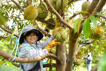 Công ty nông nghiệp của Thaco mua lại 2.400 tỷ đồng trái phiếu