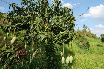 Việt Nam – Australia hợp tác phát triển nông nghiệp xanh bền vững