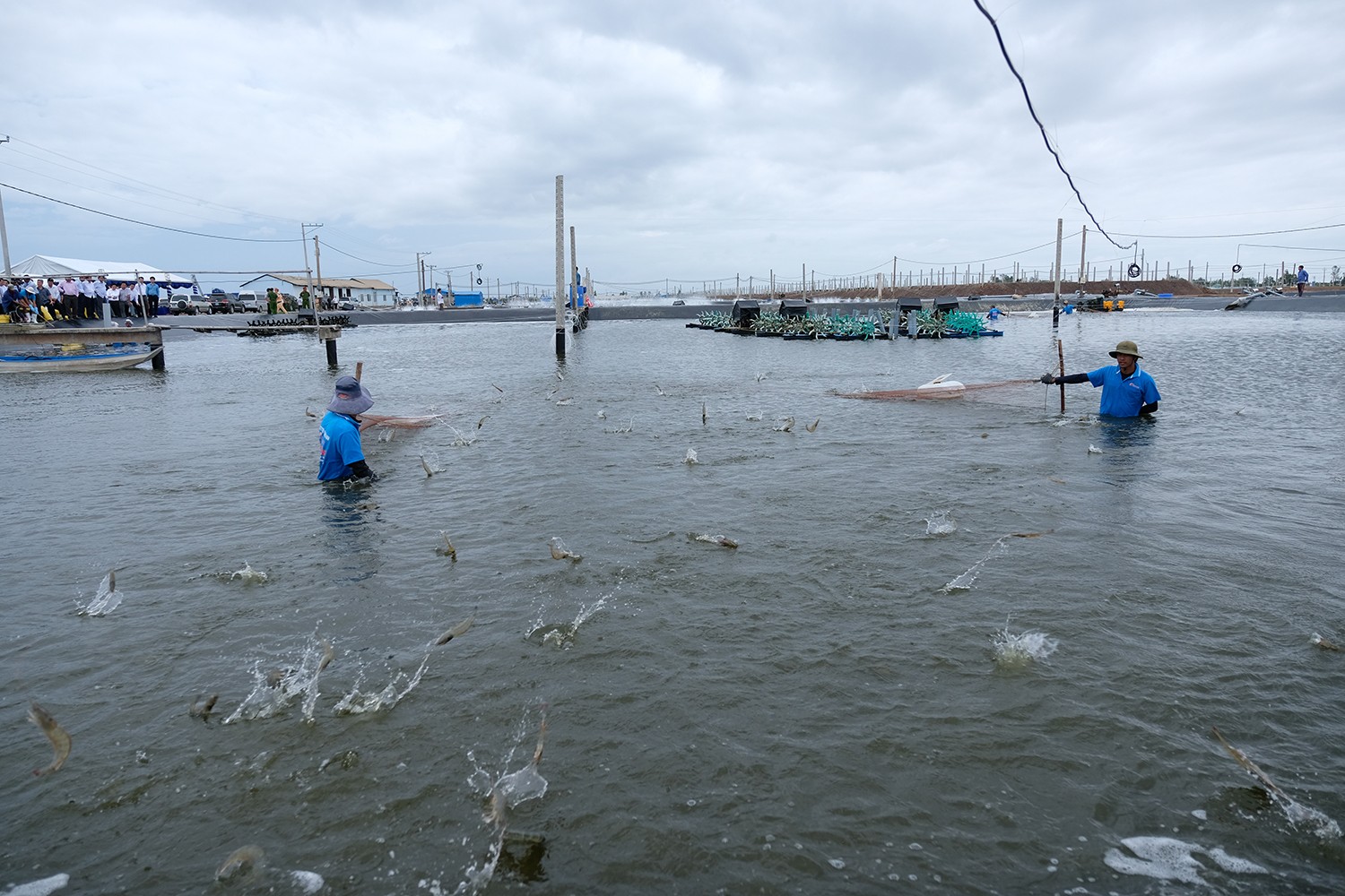 Cà Mau quyết tâm có 2 cơ sở nuôi tôm an toàn dịch bệnh
