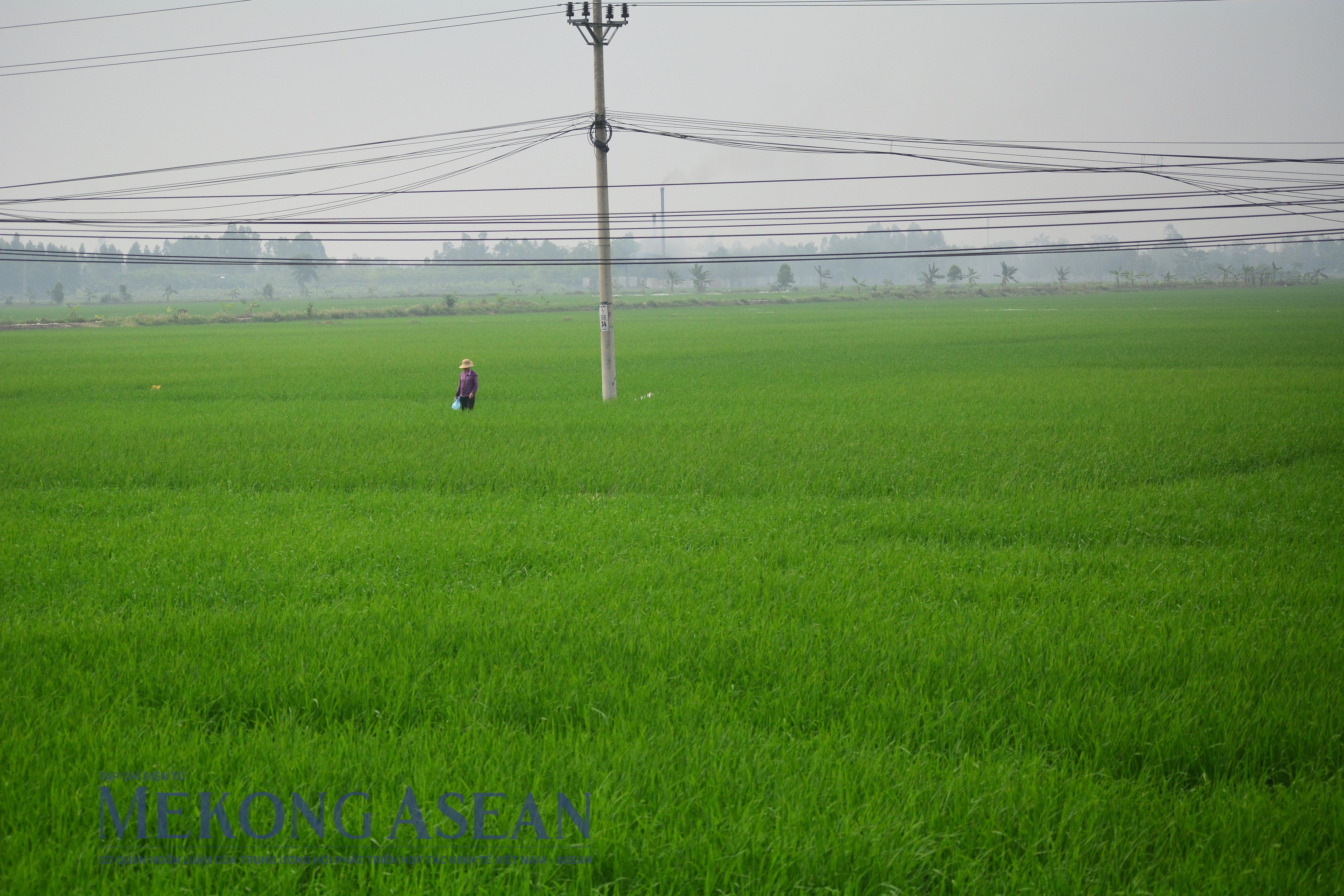 Số liệu sản xuất nông nghiệp tháng 8/2025