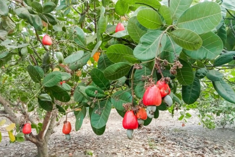 Campuchia muốn tăng xuất khẩu hạt điều thô sang Trung Quốc