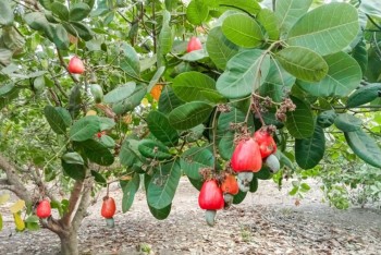 Campuchia muốn tăng xuất khẩu hạt điều thô sang Trung Quốc