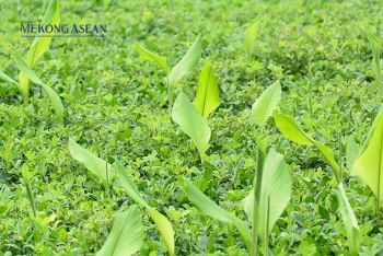 Indonesia sẽ thành lập 6 khu kinh tế đặc biệt mới tập trung vào công nghiệp Halal