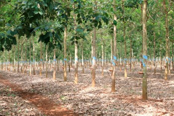 Thaco Agri lãi 10 tỷ đồng năm 2024, lỗ luỹ kế hơn 1.300 tỷ