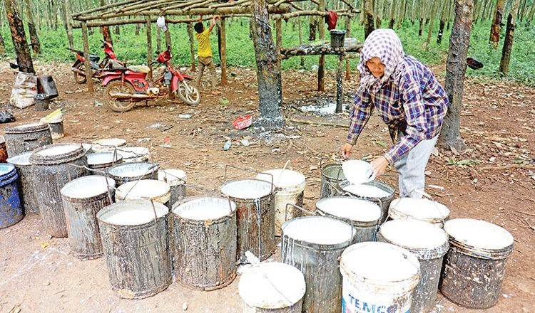 Campuchia: Gần 330 triệu USD doanh thu xuất khẩu cao su 8 tháng