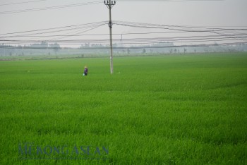 Mỗi ha lúa chất lượng cao, nông dân có thêm 10 triệu đồng/năm