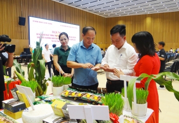 Các tỉnh phía Bắc phấn đấu gieo trồng hơn 400.000 ha cây vụ đông