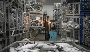 Indonesia: Gần 700 công ty chế biến cá tiếp cận thị trường Đài Loan