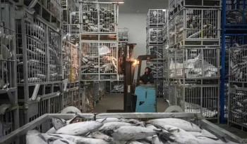 Indonesia: Gần 700 công ty chế biến cá tiếp cận thị trường Đài Loan