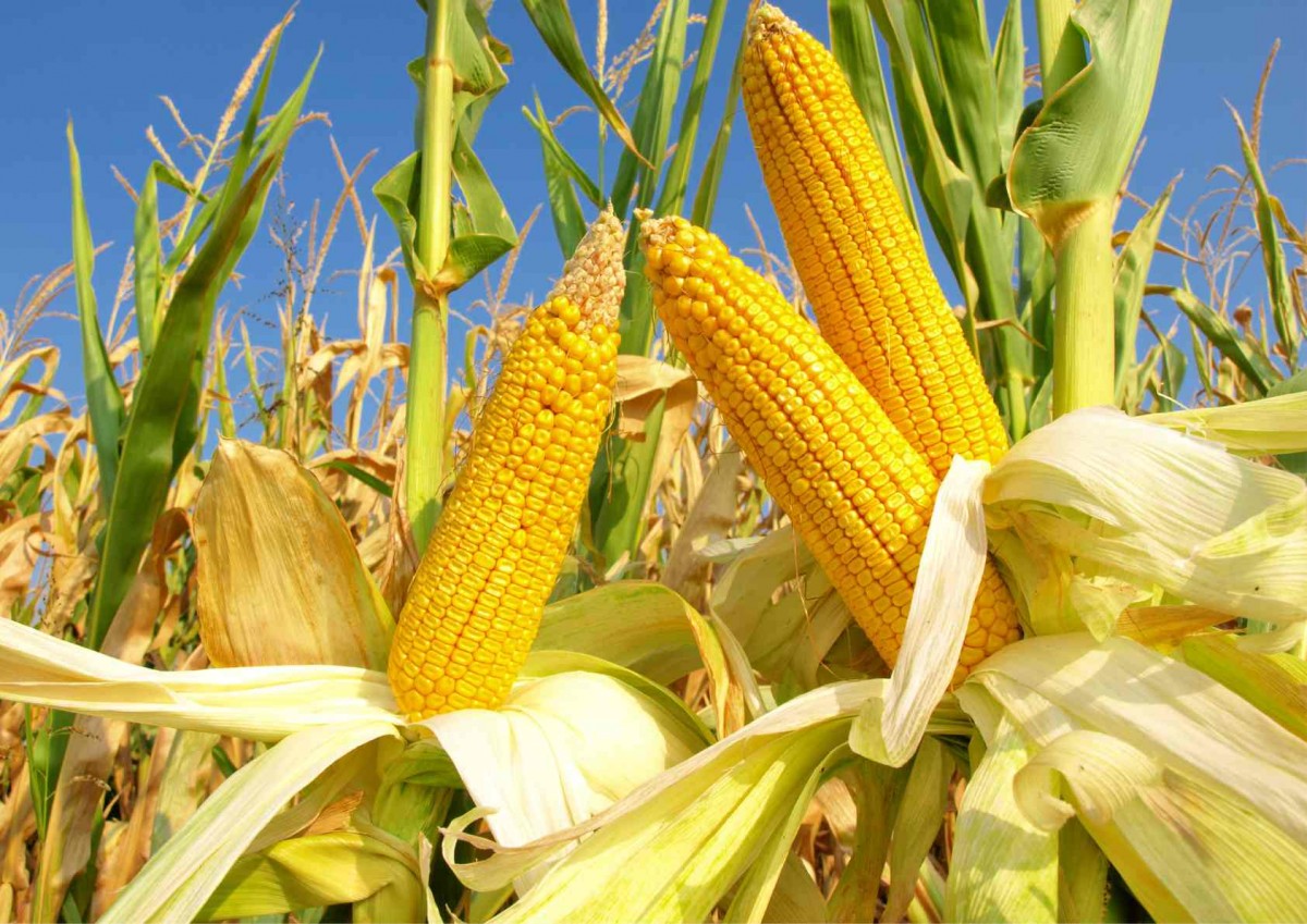 Thái Lan cấm nhập khẩu ngô có nguồn gốc từ hoạt động đốt nương làm rẫy