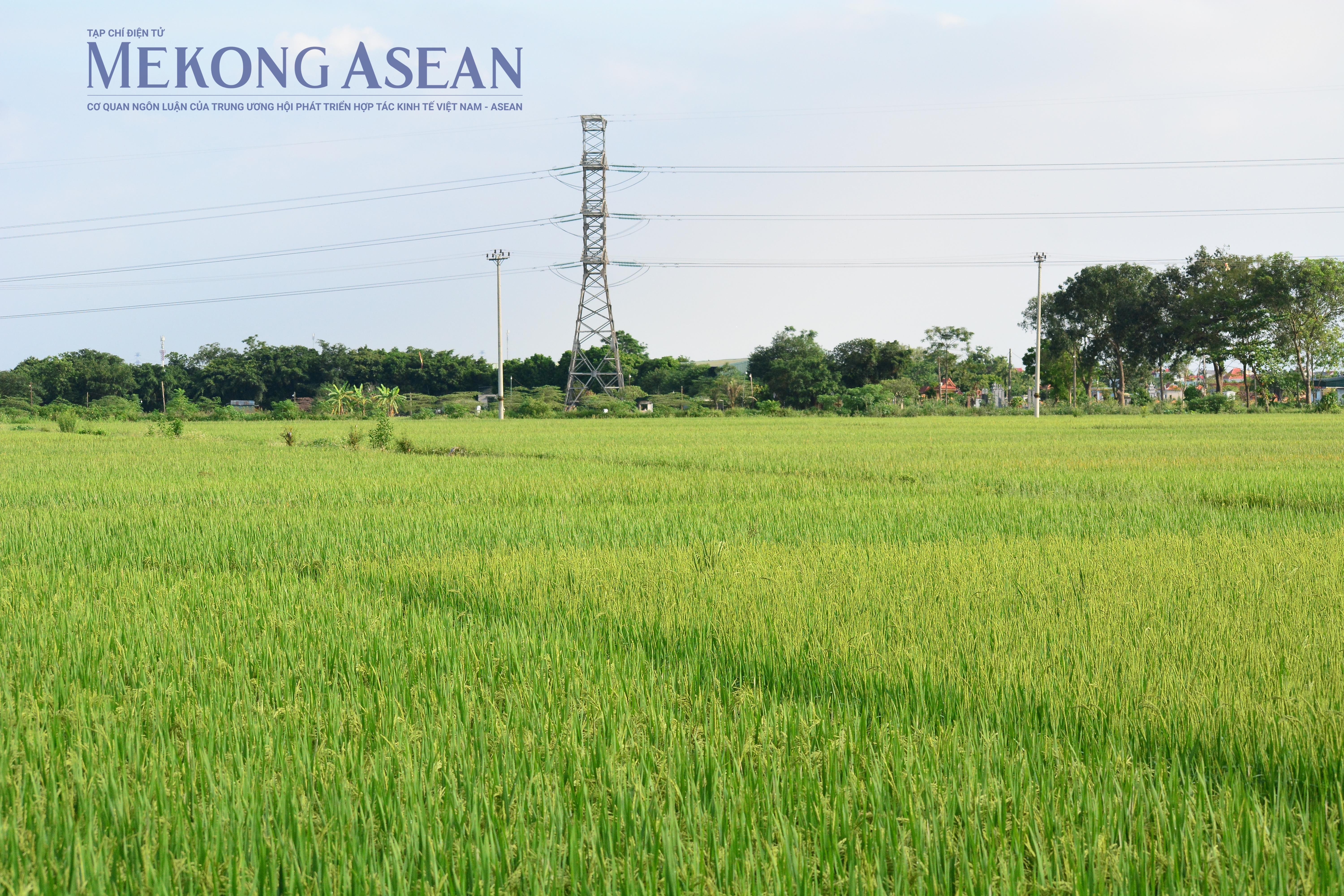 Xây dựng nhãn hiệu phát thải thấp cho sản phẩm trồng trọt. Ảnh: Lê Hồng Nhung - Mekong ASEAN