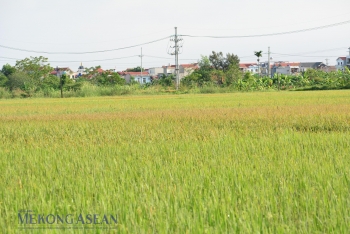 Sản xuất nông nghiệp quý 3/2025 ổn định nhờ ứng phó bão kịp thời