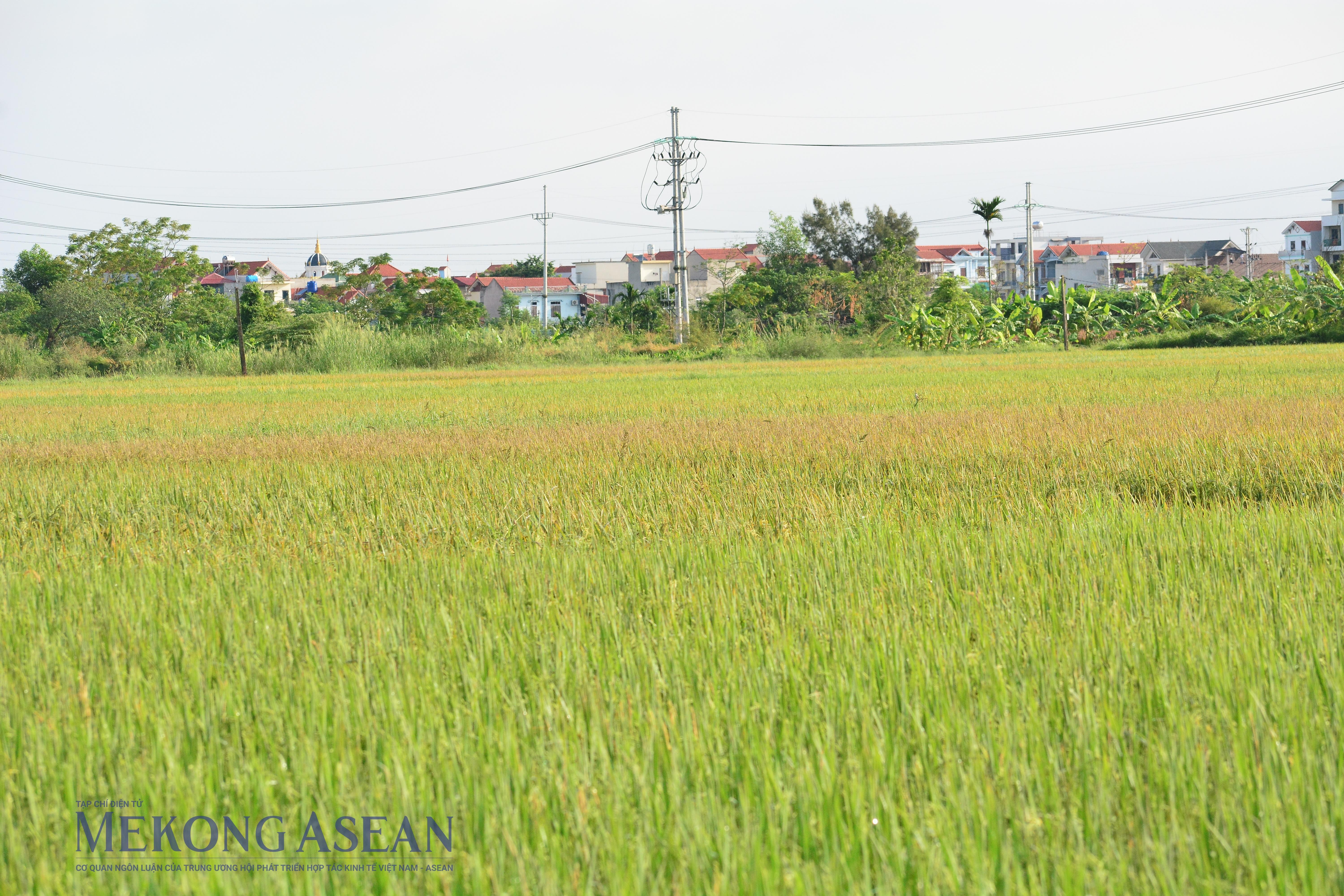 Sản xuất nông nghiệp quý 3/2025 ổn định nhờ ứng phó bão kịp thời