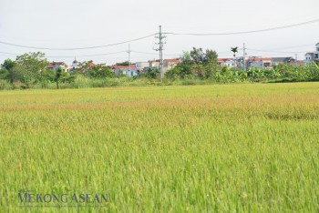 Sản xuất nông nghiệp quý 3/2025 ổn định nhờ ứng phó bão kịp thời