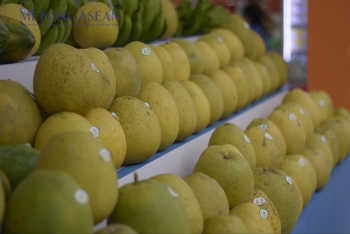 Bưởi Việt Nam chính thức xuất khẩu sang Australia