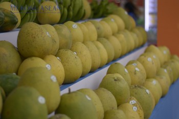 Bưởi Việt Nam chính thức xuất khẩu sang Australia